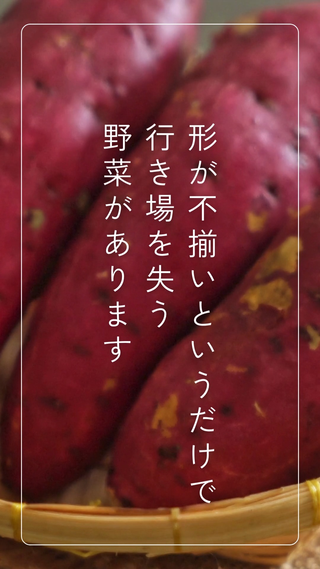 ちょっと不揃いな野菜たちに、新しい価値を🍠✨

ソフトスチーム加工で、美味しい加工食品へ
再生しています。
フードロス削減と、持続可能な食の未来へつなげる
取り組みです🌎💖

OEM生産にも対応し、安定供給をサポートします。
4/15(水)～17(金)「オーガニックフードEXPO」では、
商談スペースを設置予定です。
ぜひブースでご相談ください😊

法人のお客様からご要望とその実績は、
公式サイトでご覧いただけます🔗
https://tenjinfarm.theshop.jp/blog/2024/03/21/154648

#天神農園 
#サステナブル
#フードロス削減
#業務用食品
#oem生産 
#規格外野菜だけど美味しい